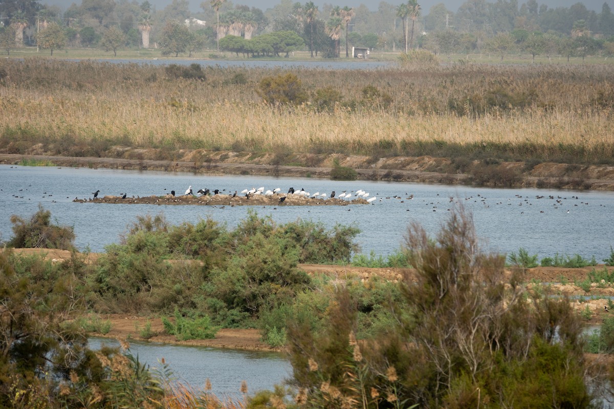 kolpík bílý - ML645643689