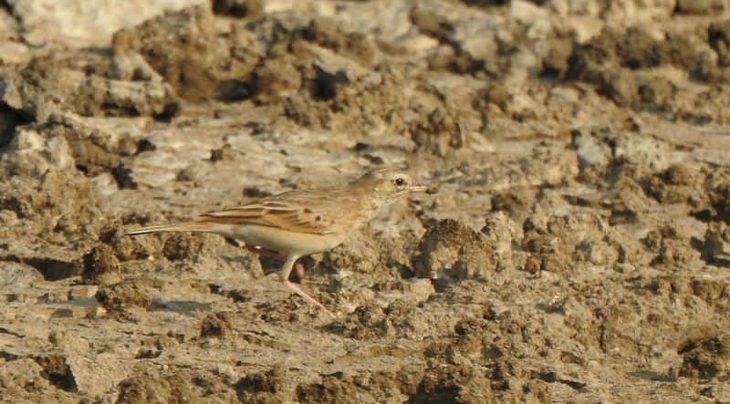 Tawny Pipit - ML645643695