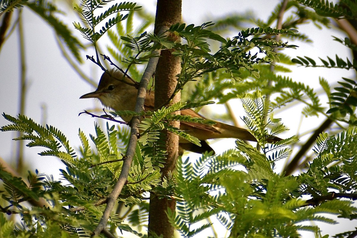 Lezkari zalapartaria - ML645643697