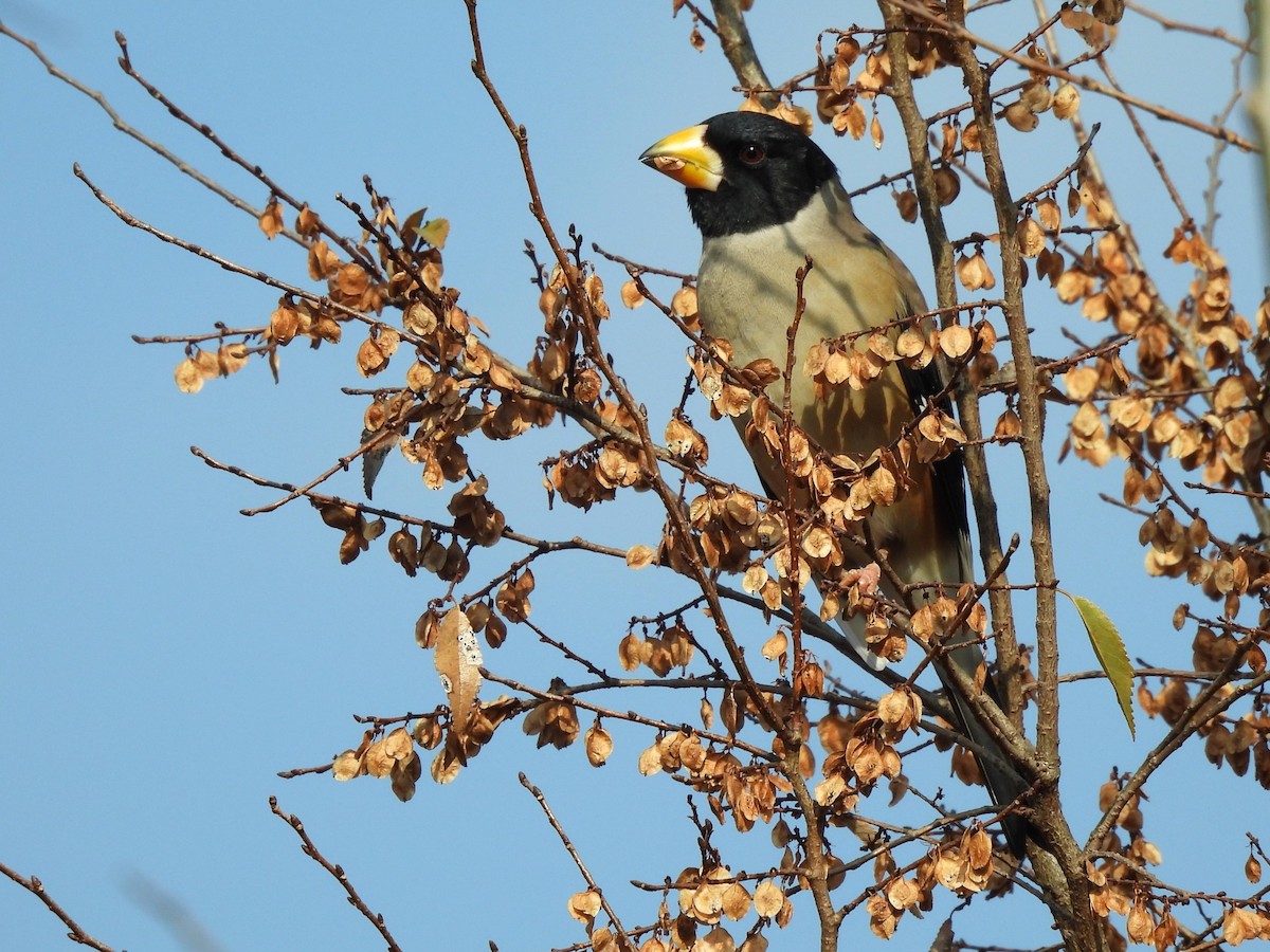 Yellow-billed Grosbeak - ML645643706