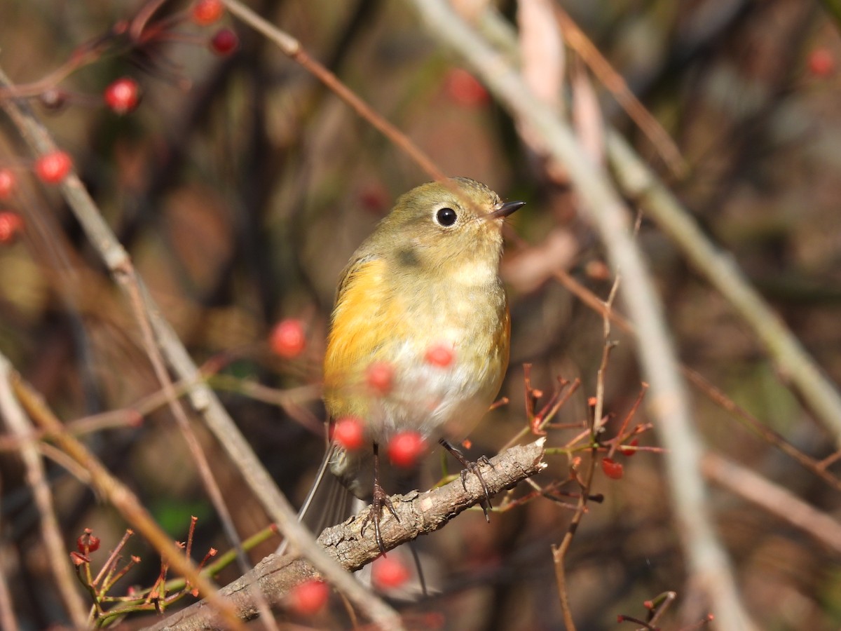 Red-flanked Bluetail - ML645643707