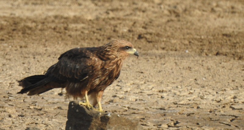 Black Kite - ML645643708