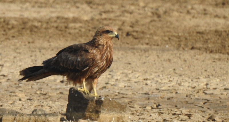 Black Kite - ML645643709