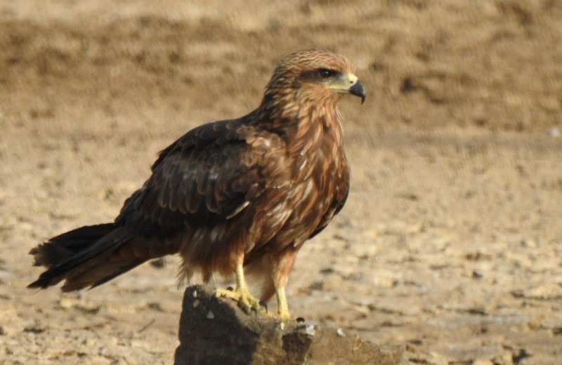 Black Kite - ML645643710