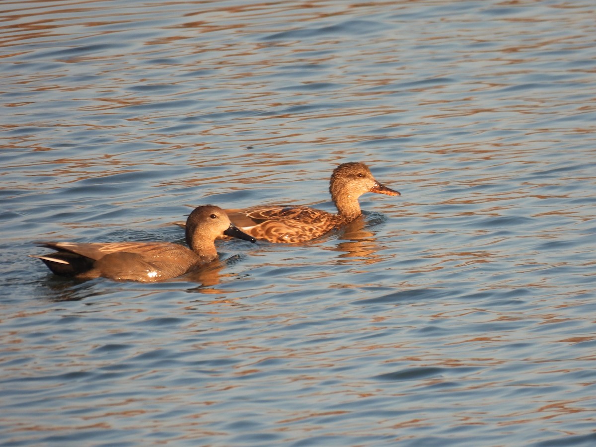 Gadwall - ML645643723