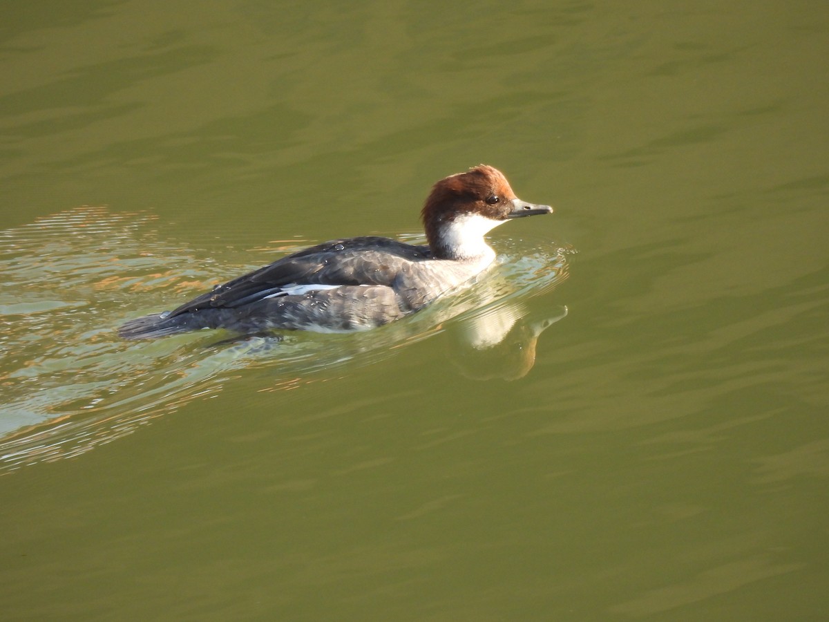 ミコアイサ - ML645643727