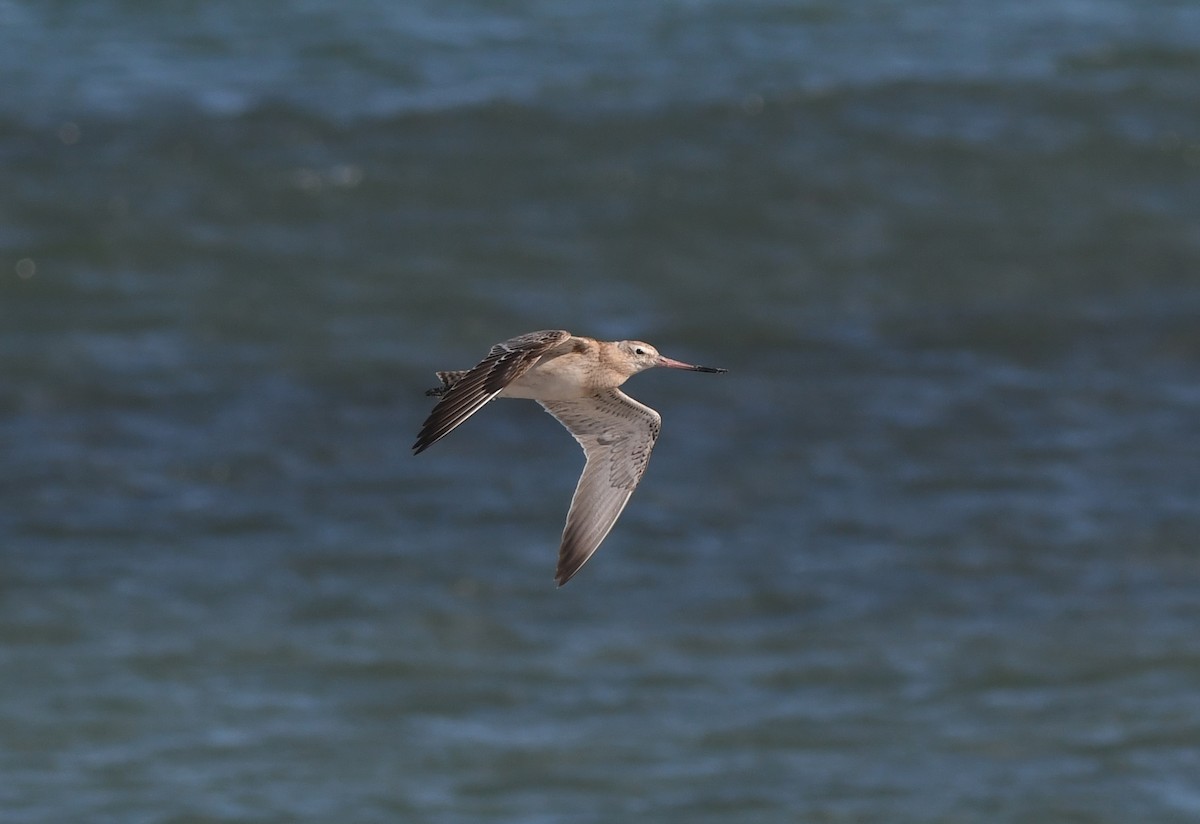 Bar-tailed Godwit - ML645643728