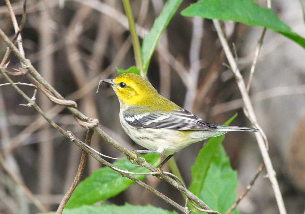 Black-throated Green Warbler - ML645643730