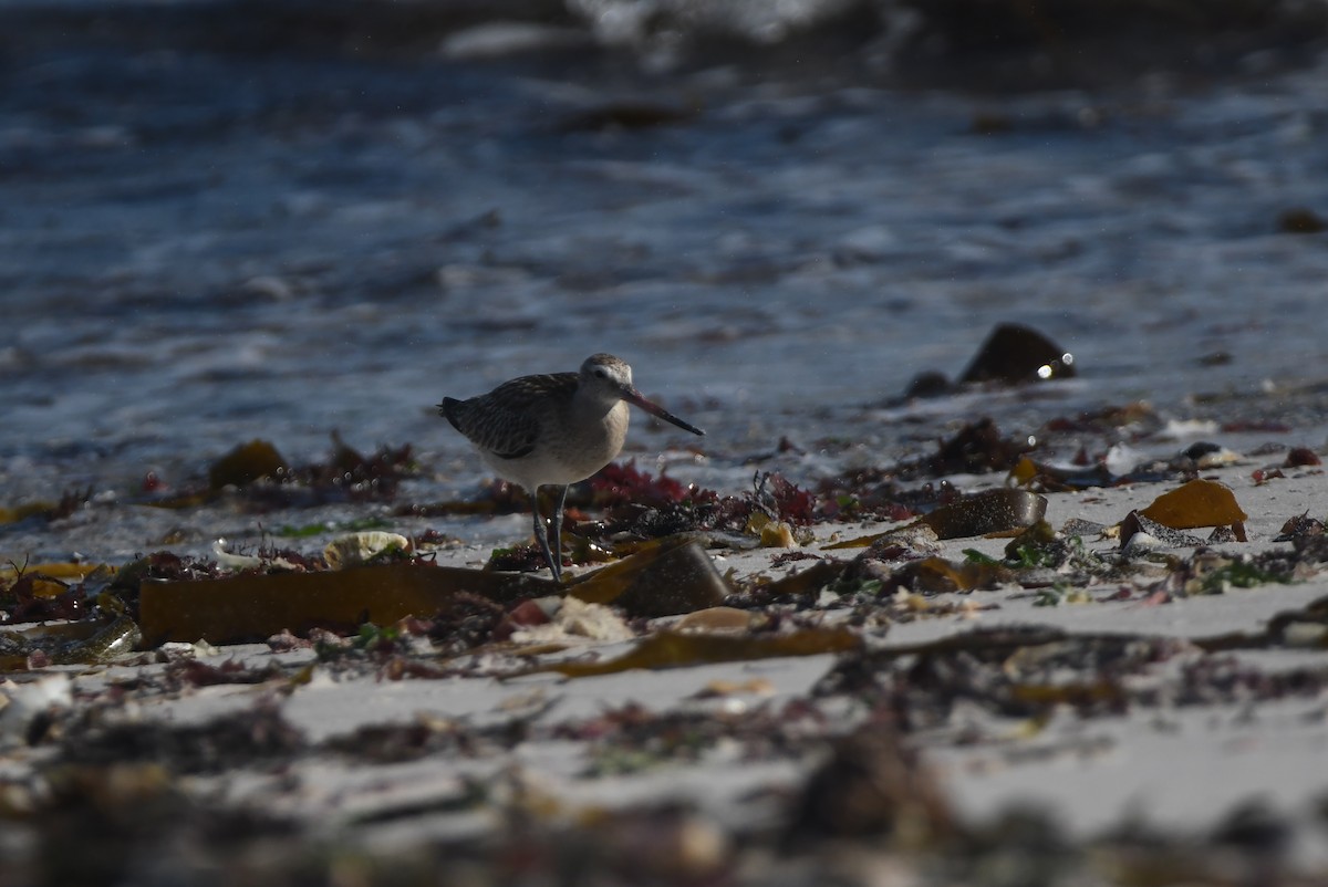 オオソリハシシギ - ML645643734