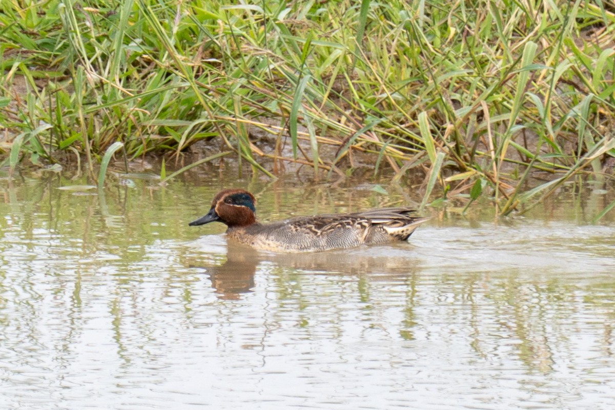 コガモ（亜種 コガモ） - ML645643736
