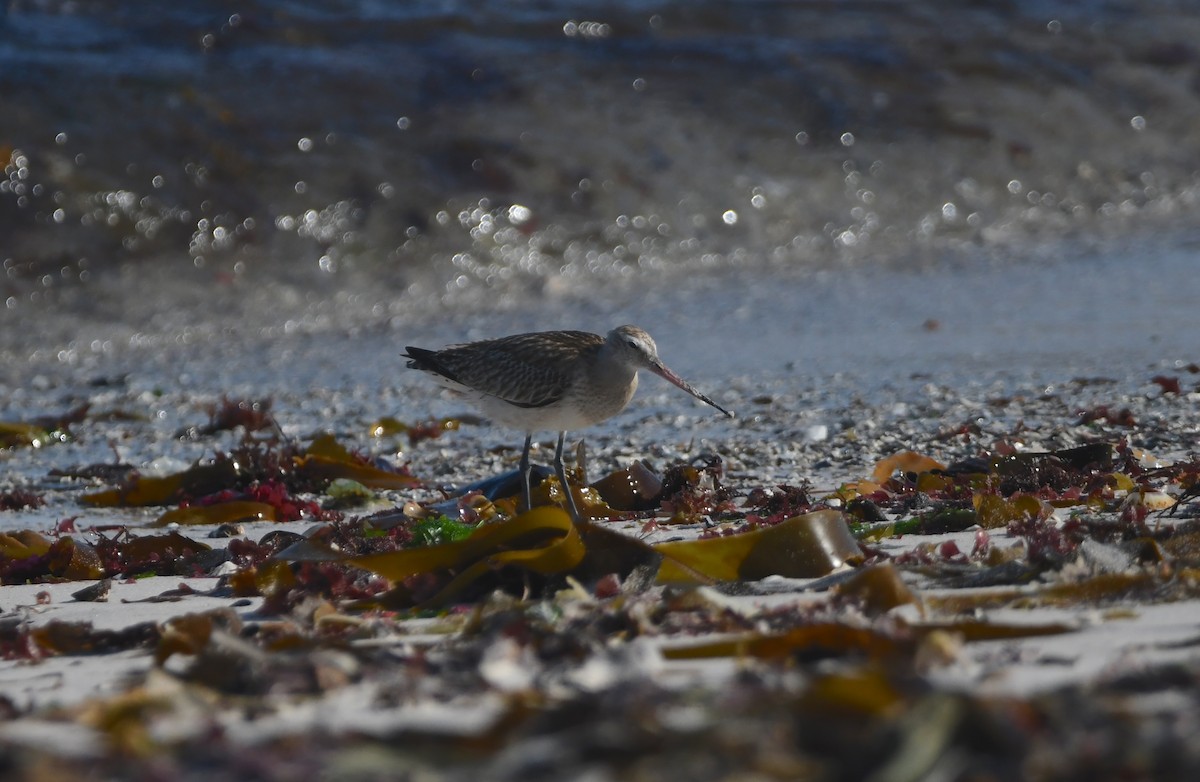 オオソリハシシギ - ML645643738