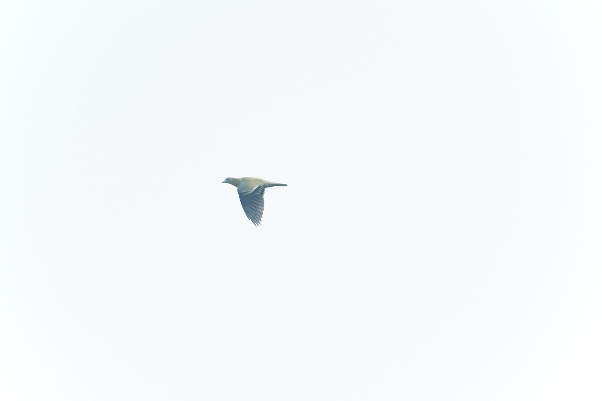 キアシアオバト - ML645643740