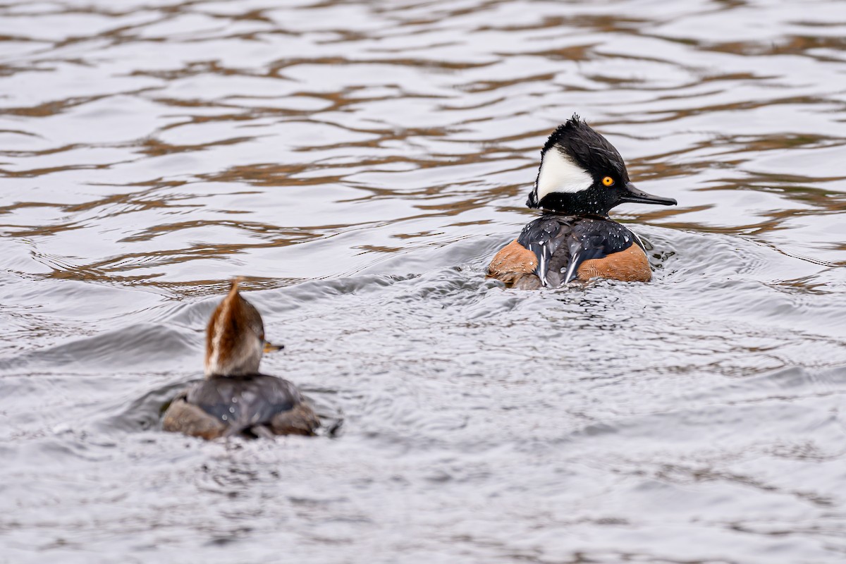 オウギアイサ - ML645643741