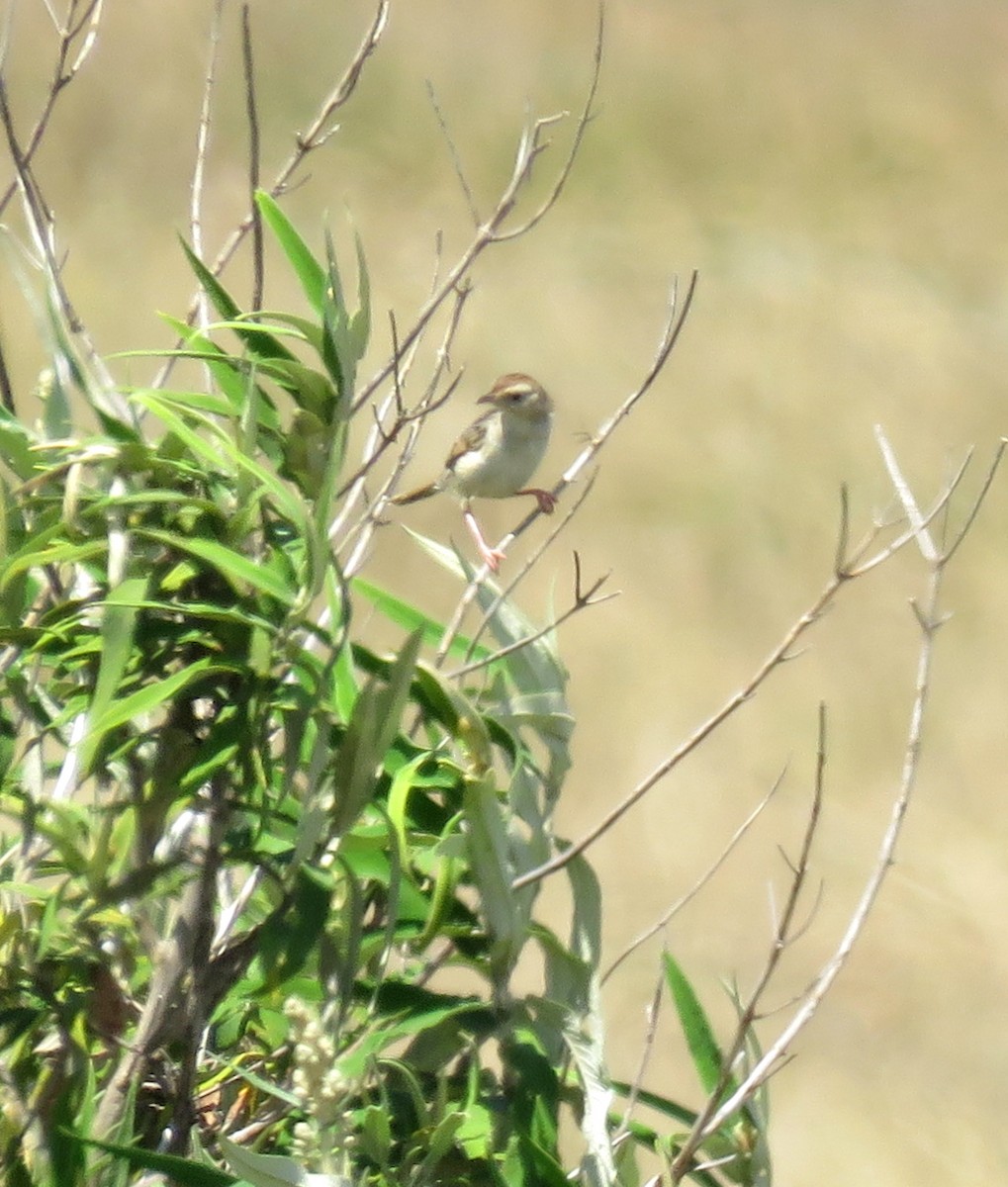 シロハラセッカ - ML645643743