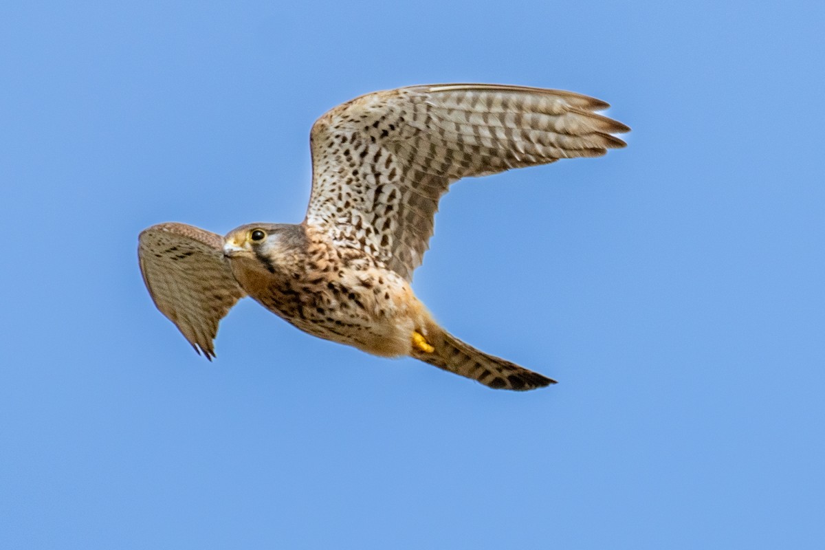 チョウゲンボウ（tinnunculus グループ） - ML645643751