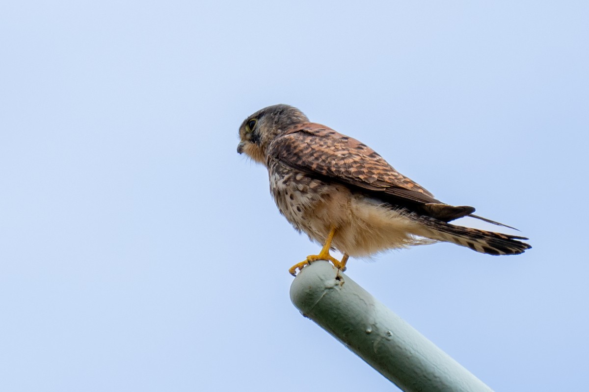 チョウゲンボウ（tinnunculus グループ） - ML645643752