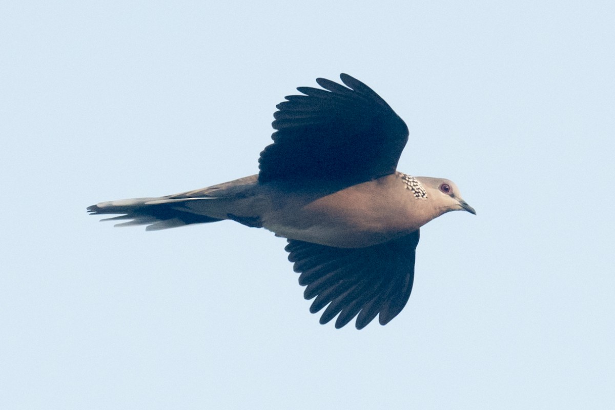 カノコバト - ML645643754