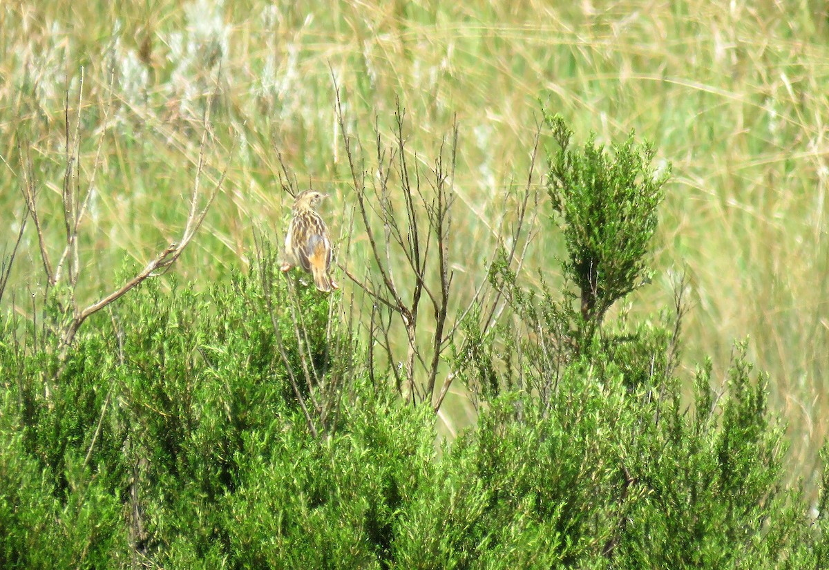 ニッケイセッカ - ML645643757