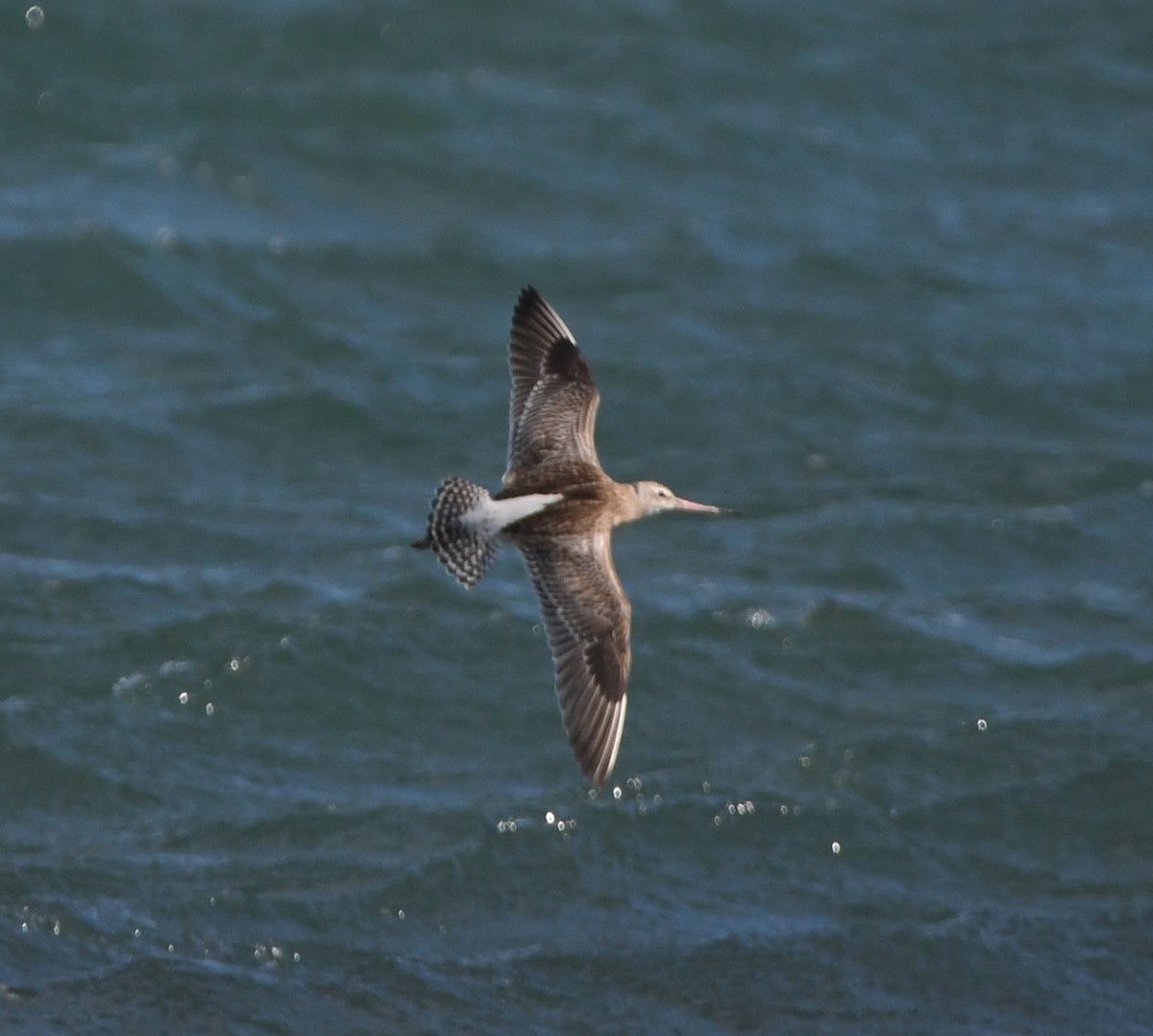 オオソリハシシギ - ML645643758