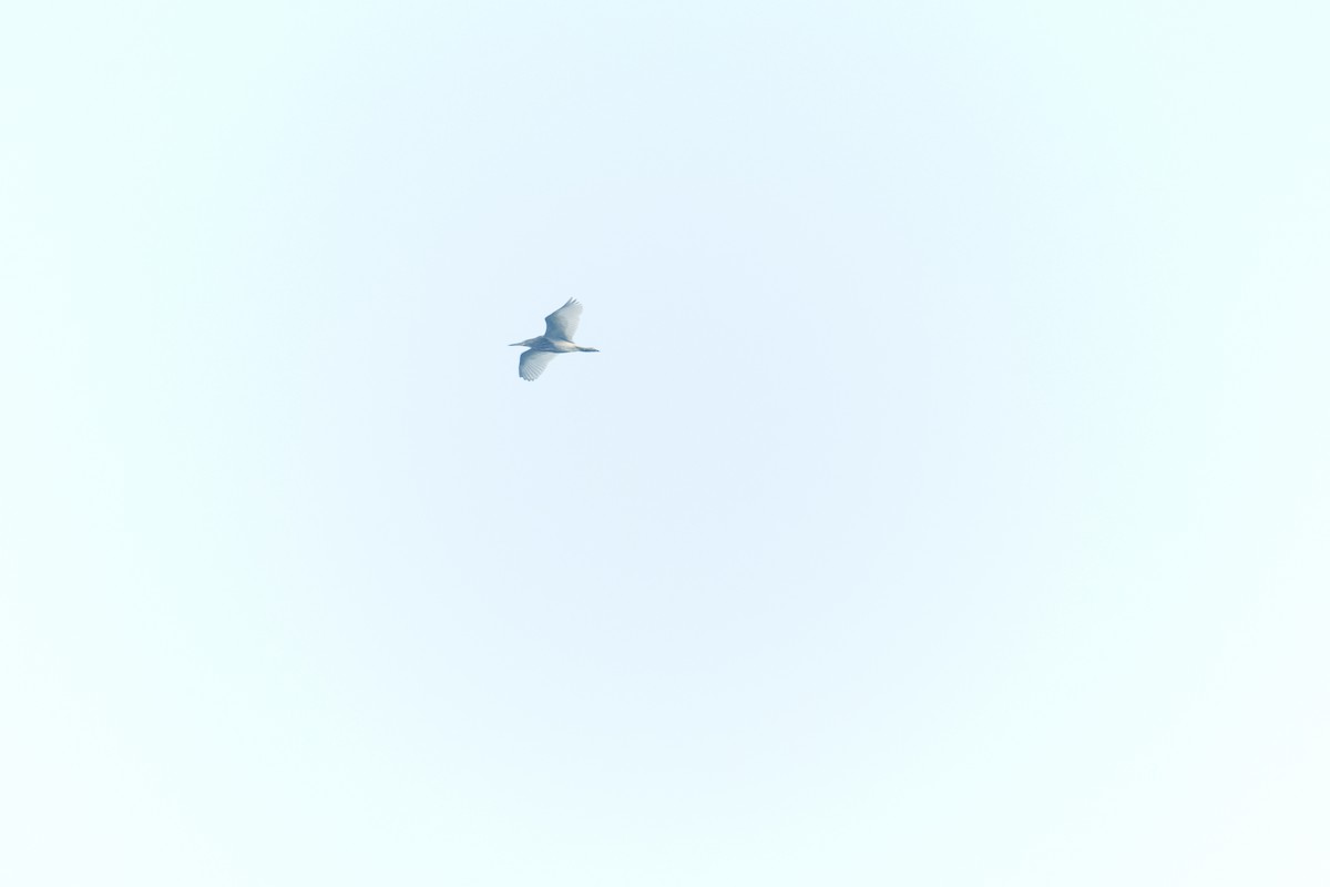 インドアカガシラサギ - ML645643763