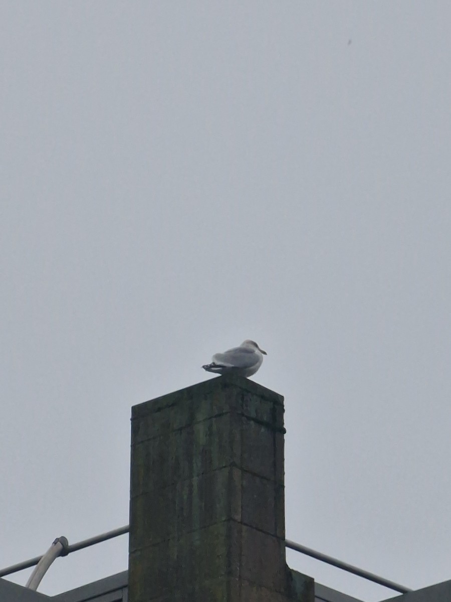 ヨーロッパセグロカモメ - ML645643764