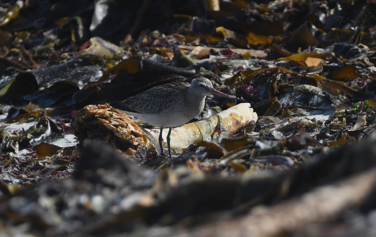 オオソリハシシギ - ML645643766