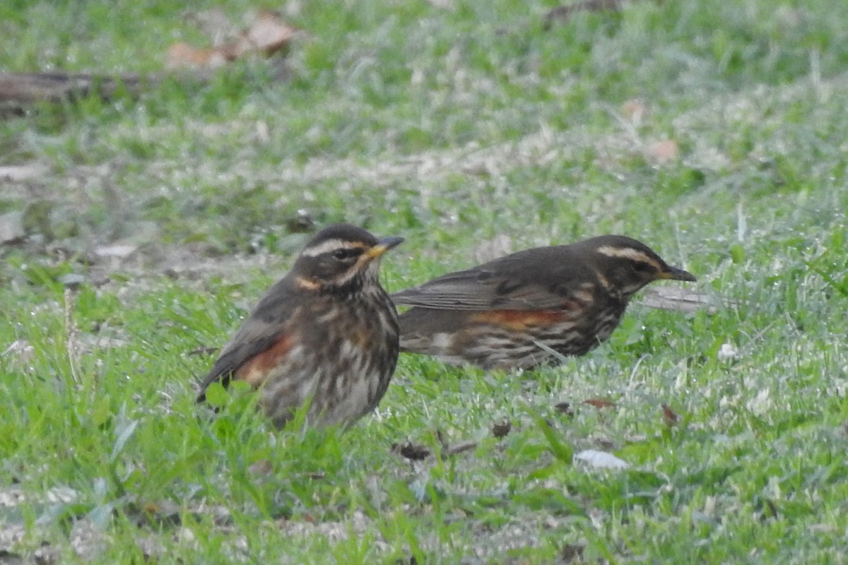 ワキアカツグミ - ML645643767