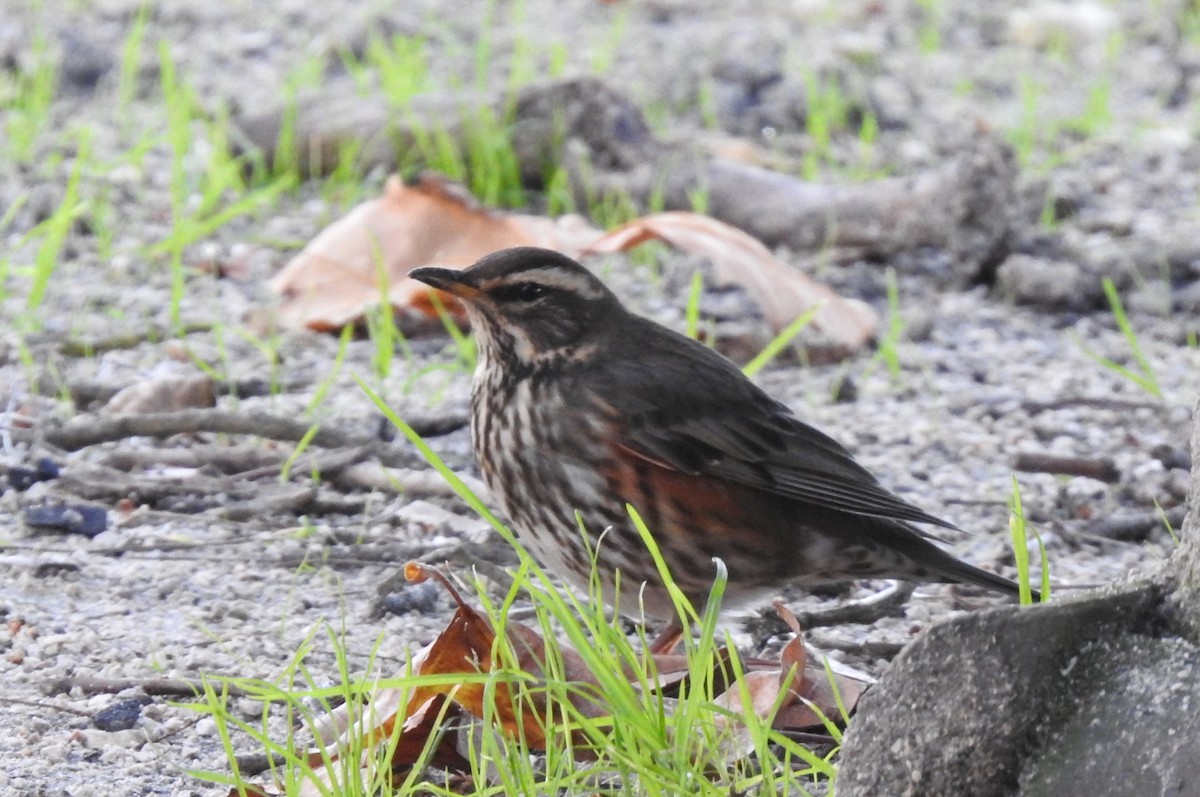 ワキアカツグミ - ML645643768