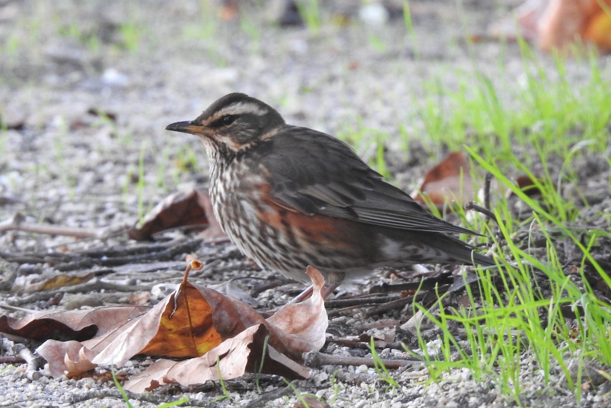 ワキアカツグミ - ML645643769