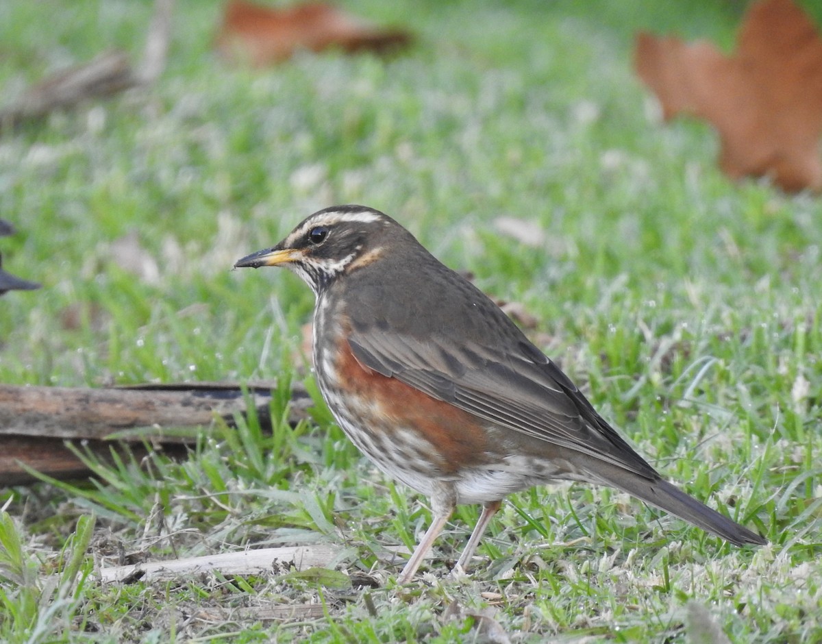 ワキアカツグミ - ML645643770