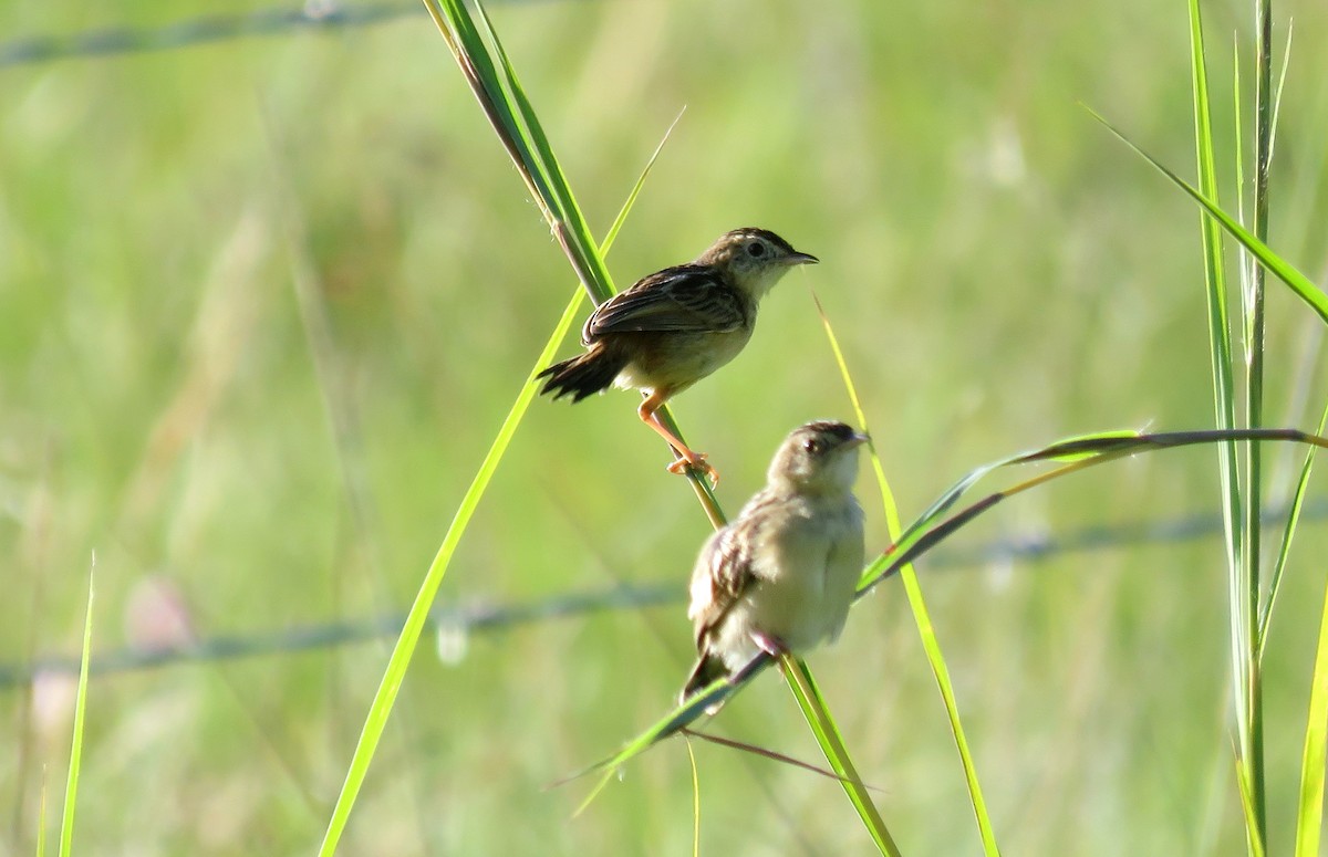 タンビセッカ - ML645643771