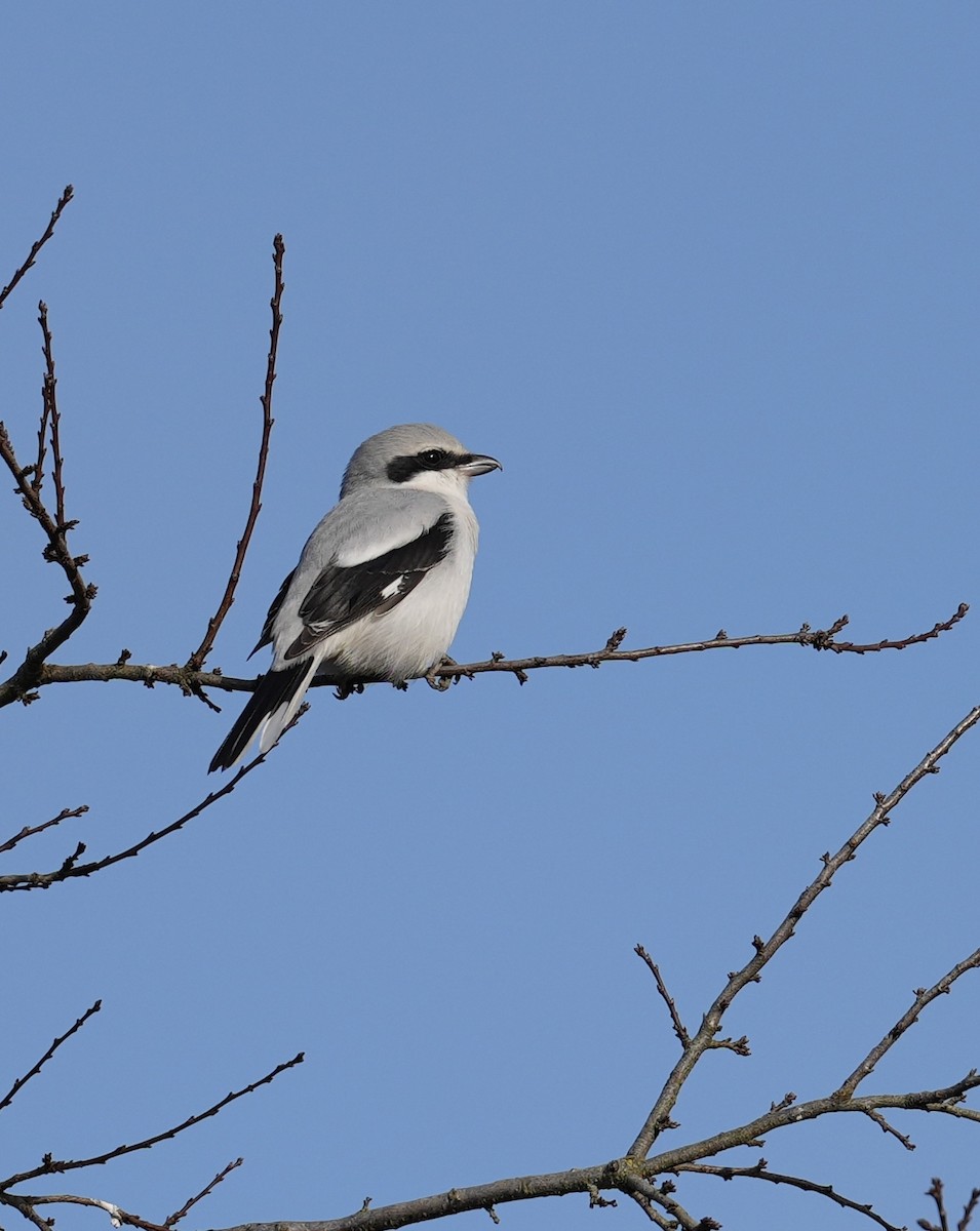 ヨーロッパオオモズ - ML645643774