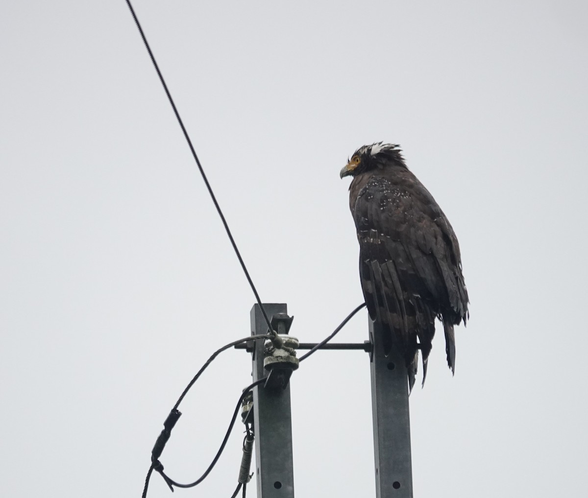 カンムリワシ - ML645643775