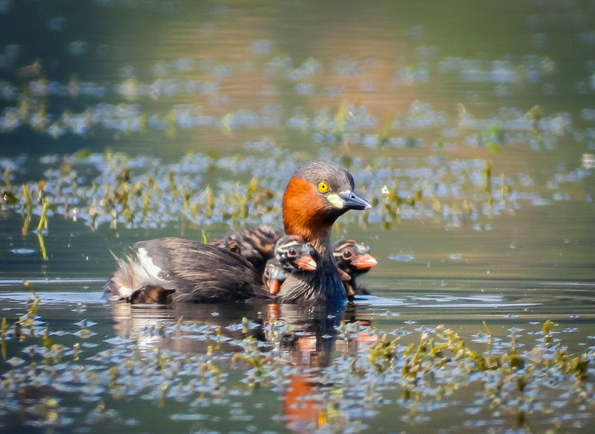 カイツブリ - ML645643777