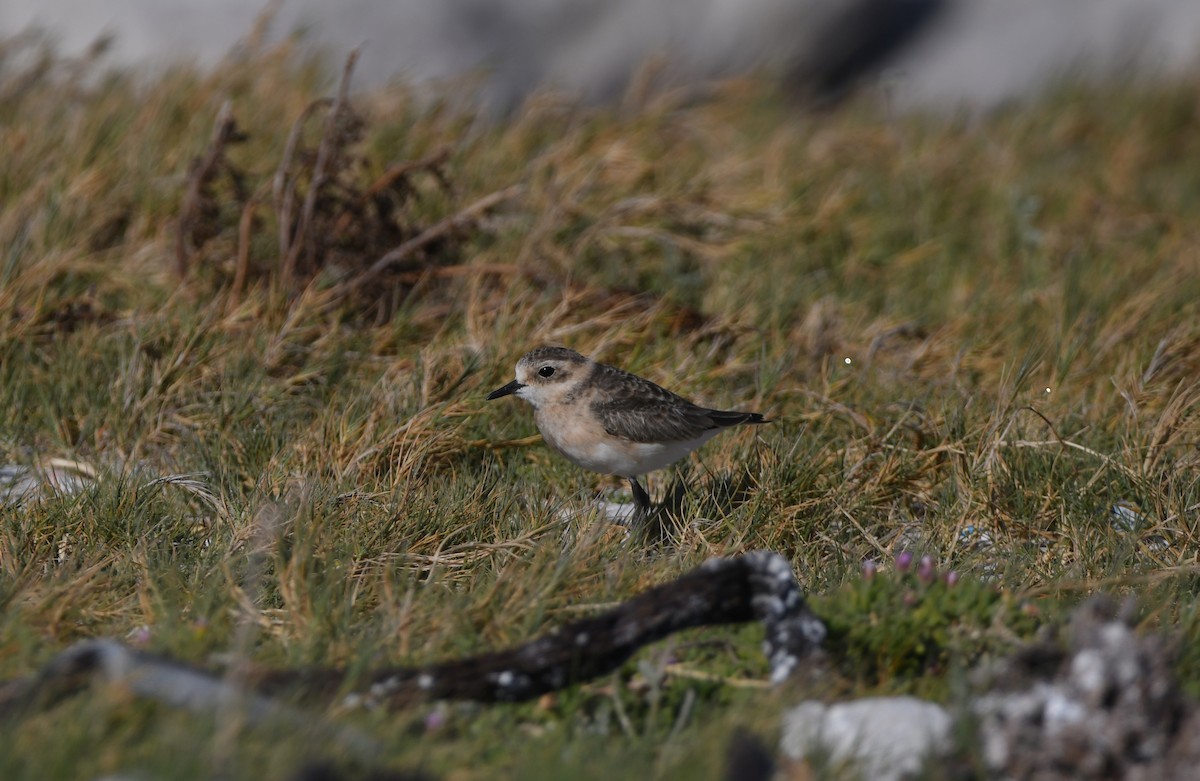 ヒメチドリ - ML645643778