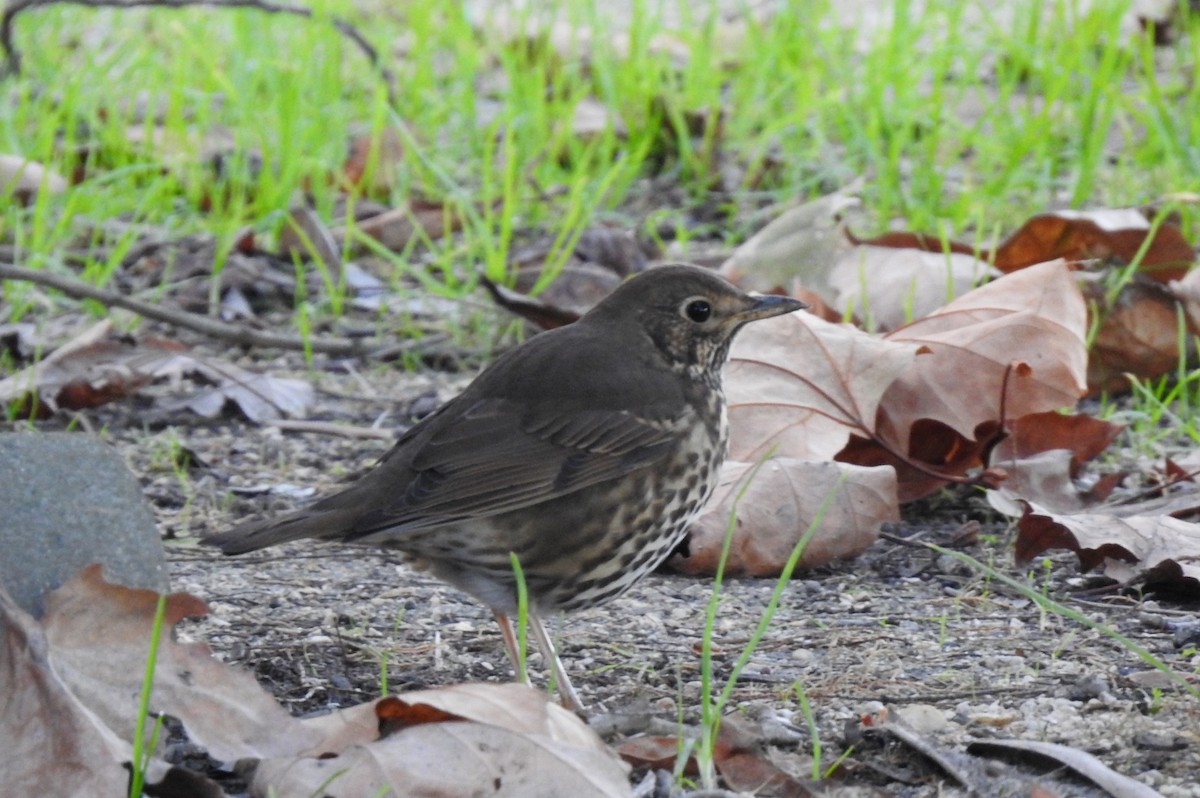 ウタツグミ - ML645643779