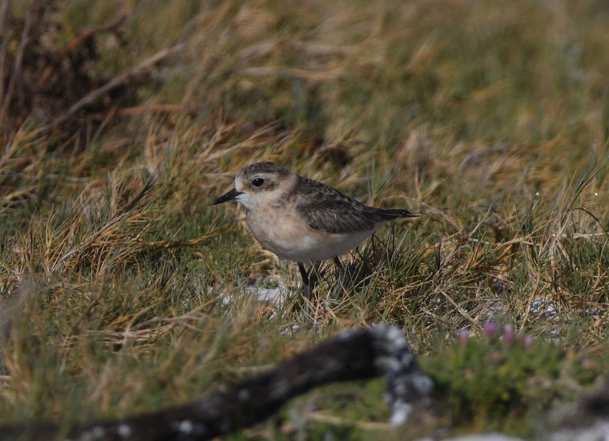 Kittlitz's Plover - ML645643780