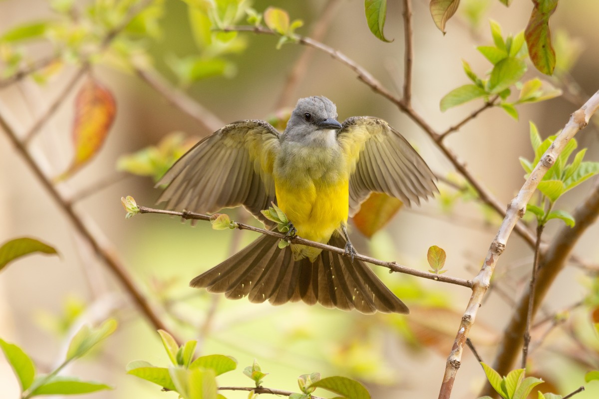 Tropical Kingbird - ML645643785