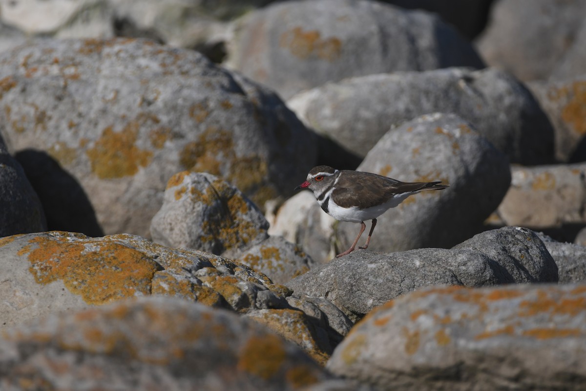 Three-banded Plover (African) - ML645643786