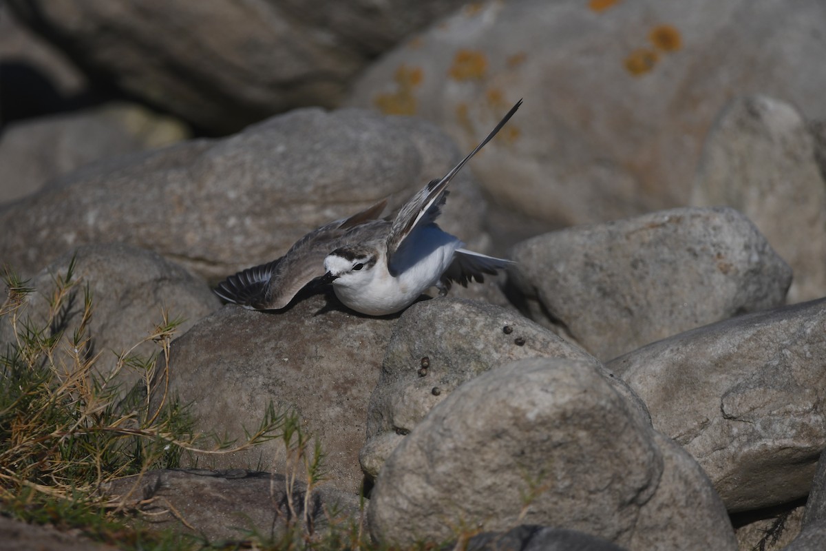 White-fronted Plover - ML645643794