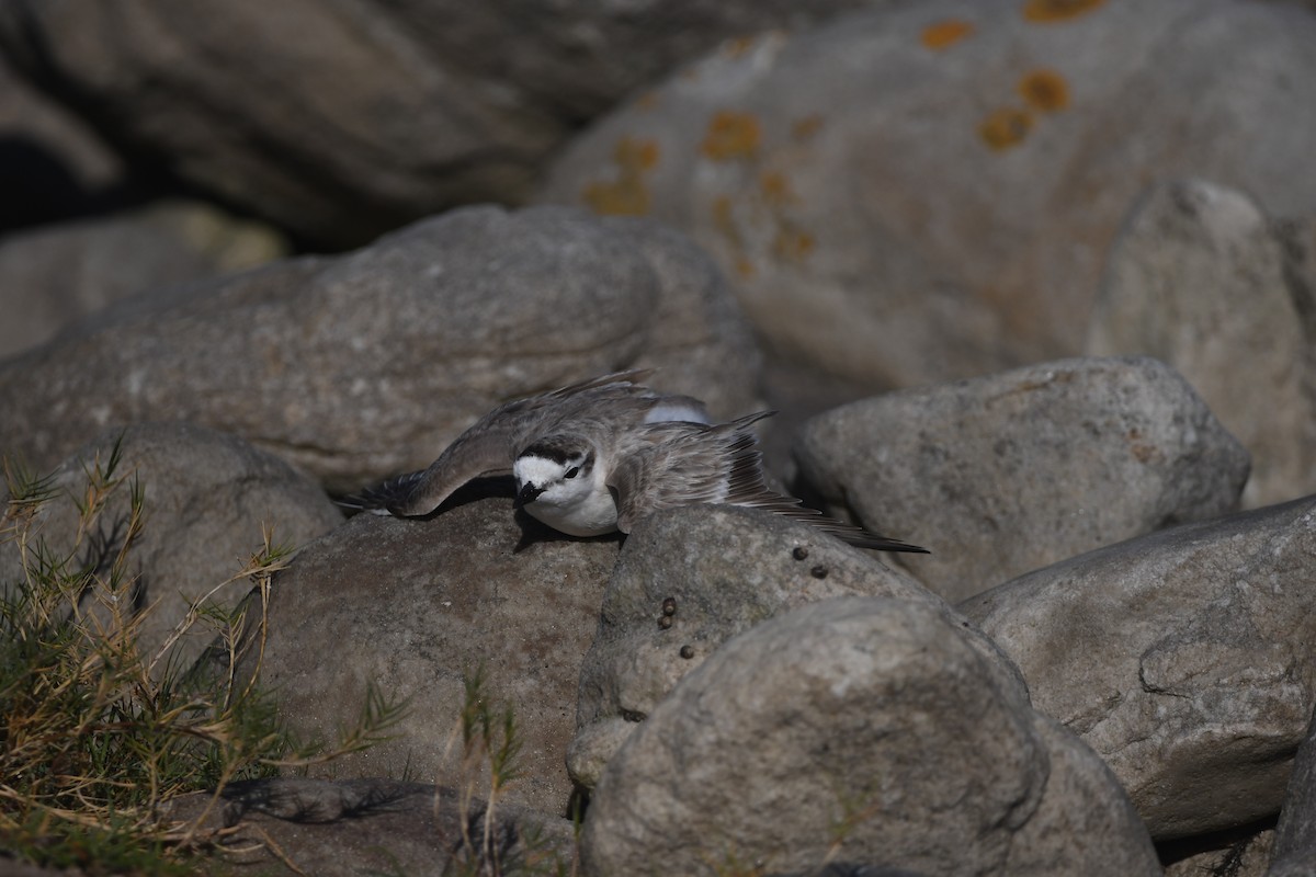 White-fronted Plover - ML645643795