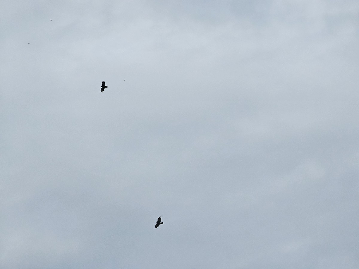 東方蜂鷹 - ML645643796