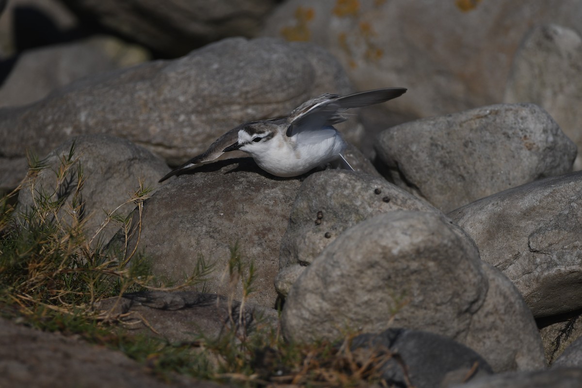 White-fronted Plover - ML645643798