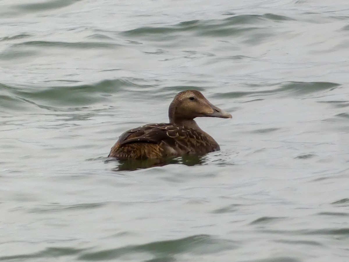 Common Eider - ML645643799