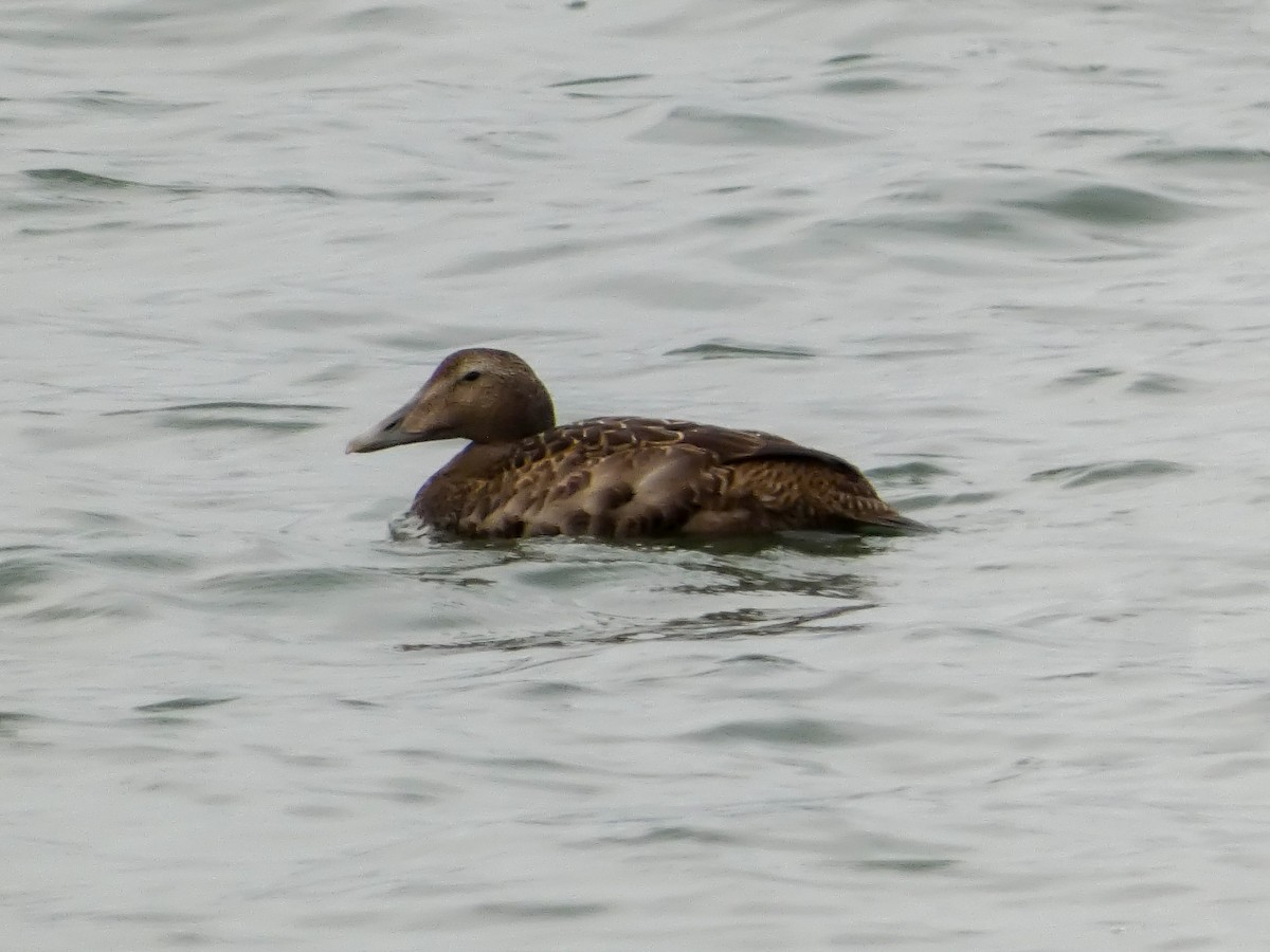 Common Eider - ML645643800