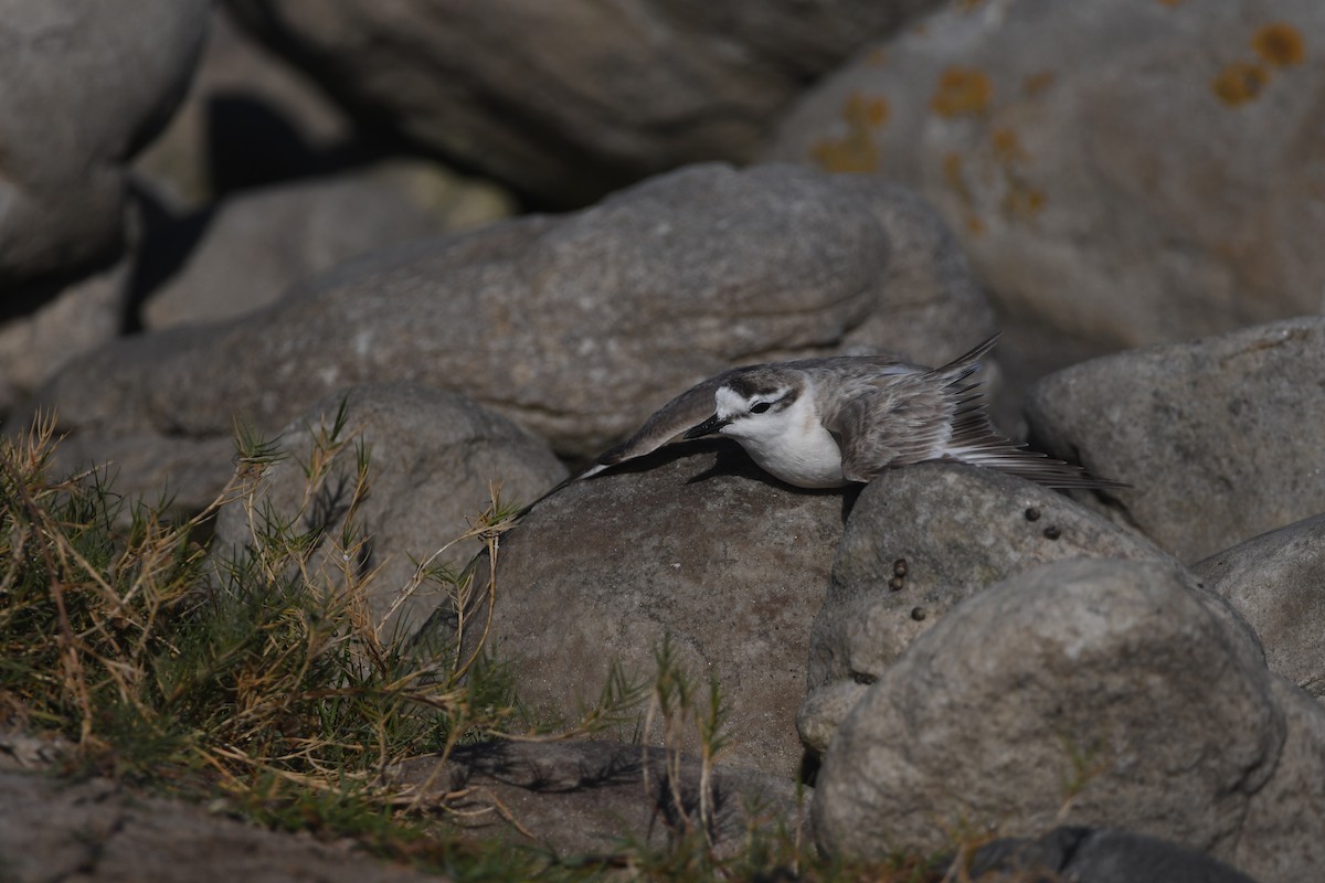 White-fronted Plover - ML645643801