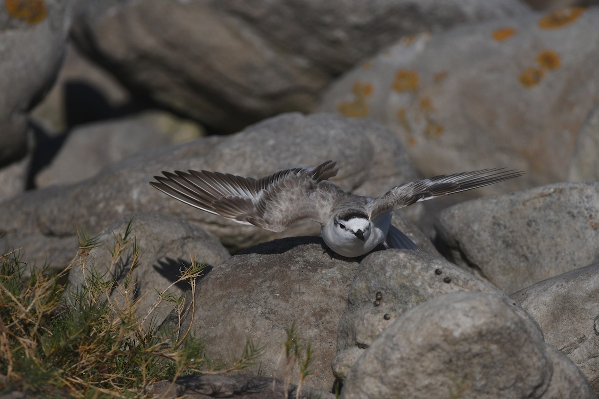White-fronted Plover - ML645643804