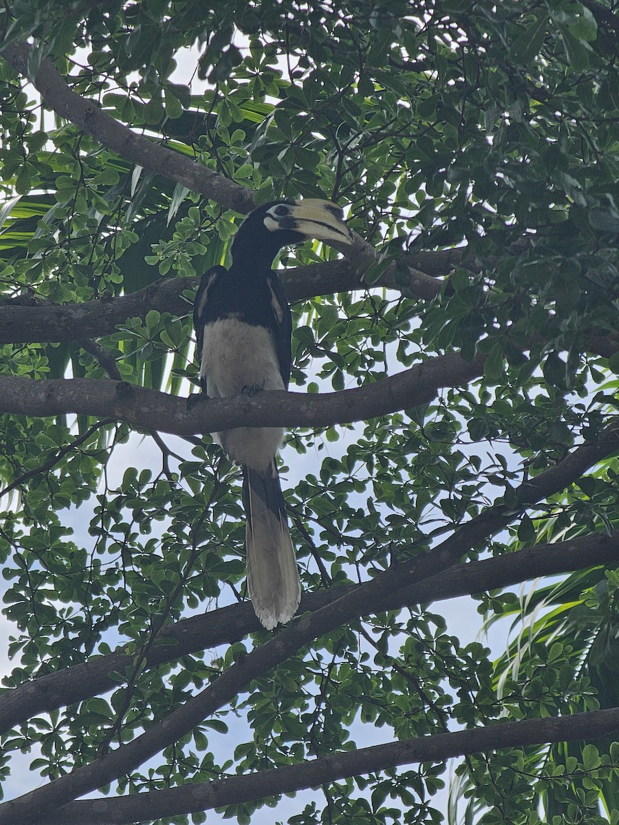 Oriental Pied-Hornbill - ML645643807