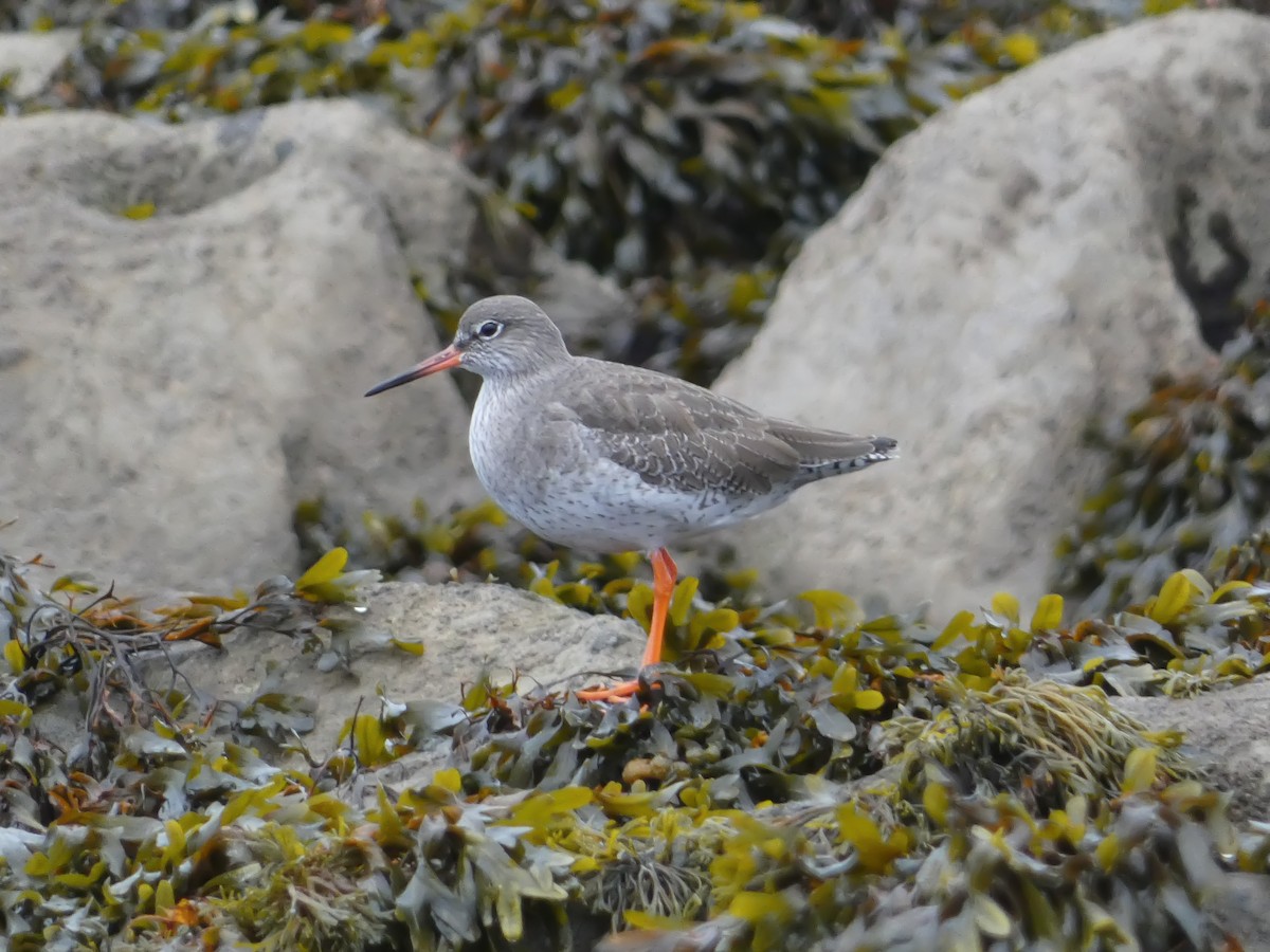 Common Redshank - ML645643808