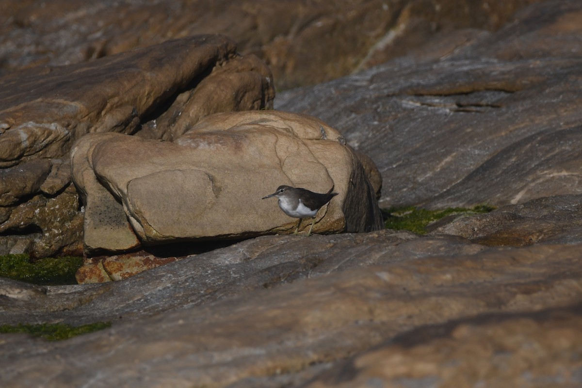 Common Sandpiper - ML645643812